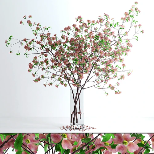 山茱萸粉红色的花
