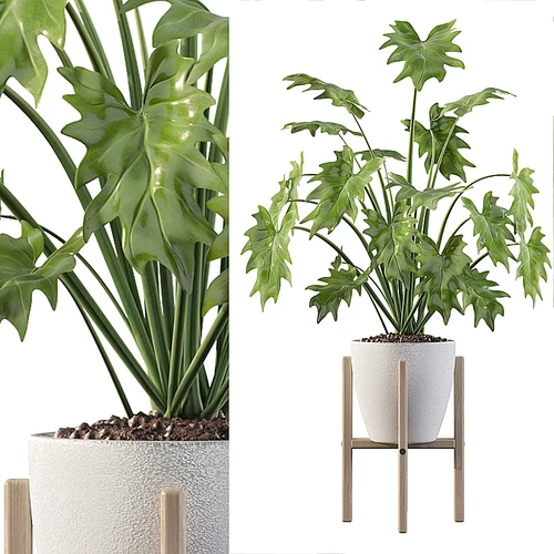 现代绿植盆栽