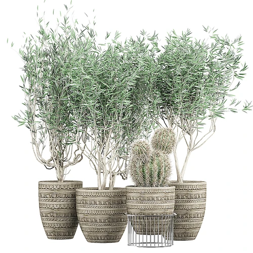 现代绿植仙人掌盆栽