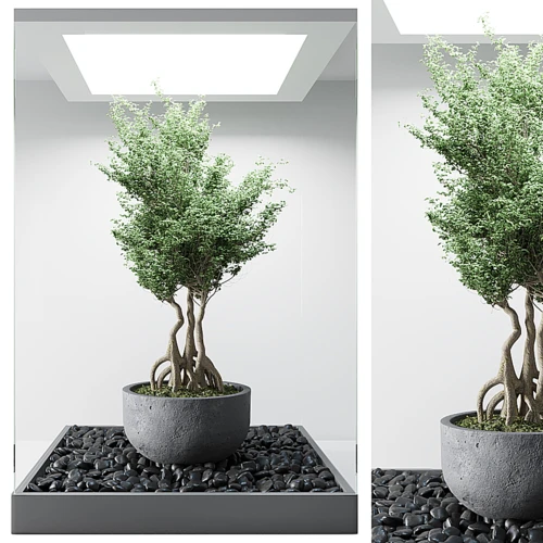 现代植物盆栽