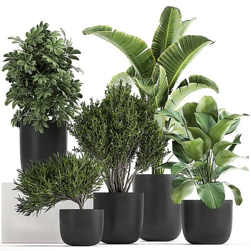 现代绿植盆栽