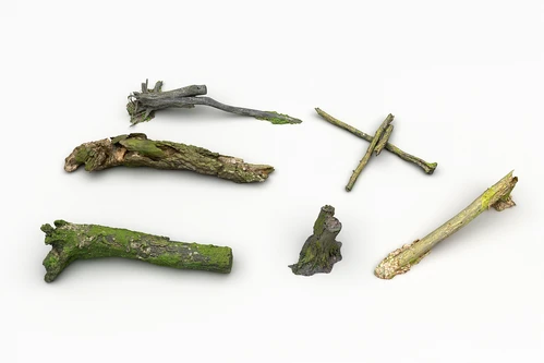 现代树木树枝枯树