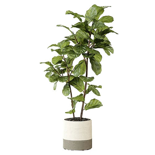 现代绿植盆栽
