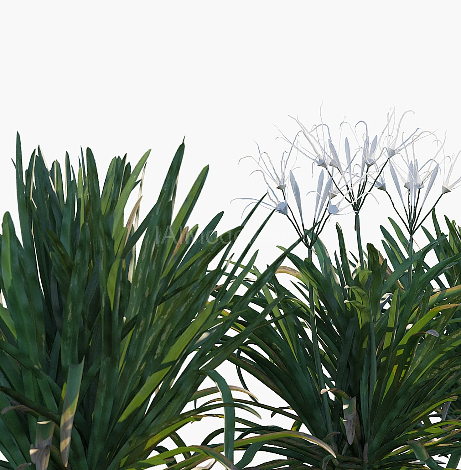 img2
