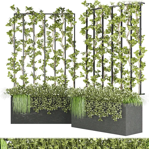 现代植物盆栽滕蔓