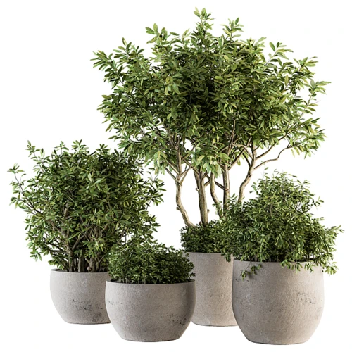 现代绿植盆栽
