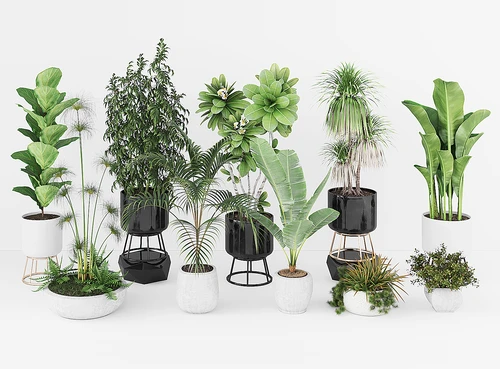 现代盆栽植物花草组合