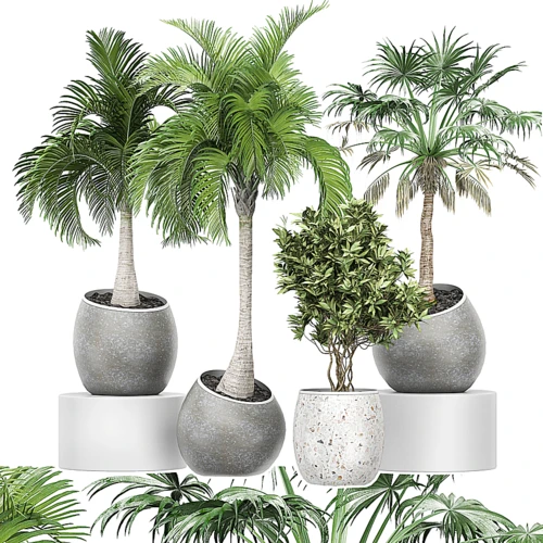 现代植物盆栽