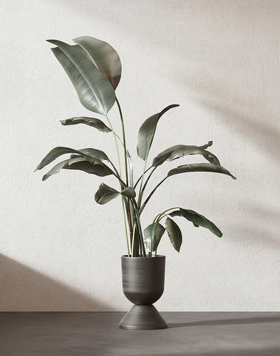 芭蕉叶绿植盆栽