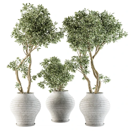 现代绿植盆栽盆景