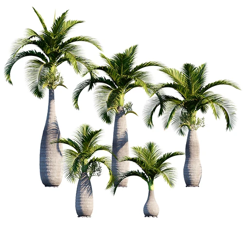 现代椰子树