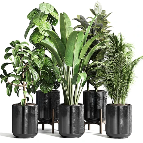 现代绿植盆栽