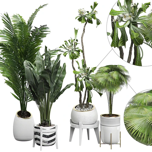 现代盆栽植物组合