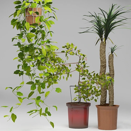 绿植盆栽