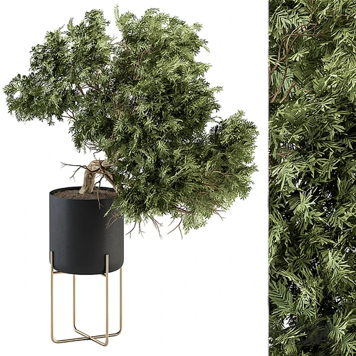 现代植物盆栽