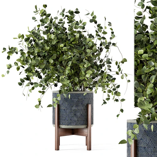 现代植物盆栽