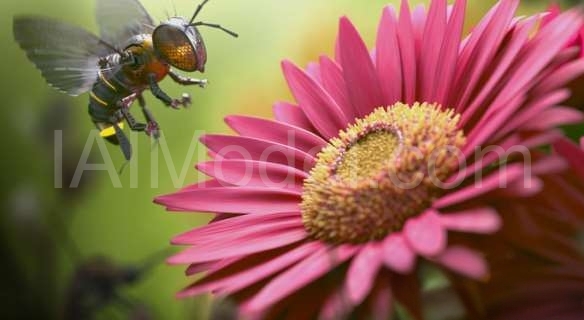 3DS MAX vray 3 5