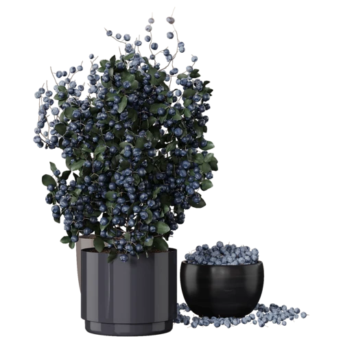 植物