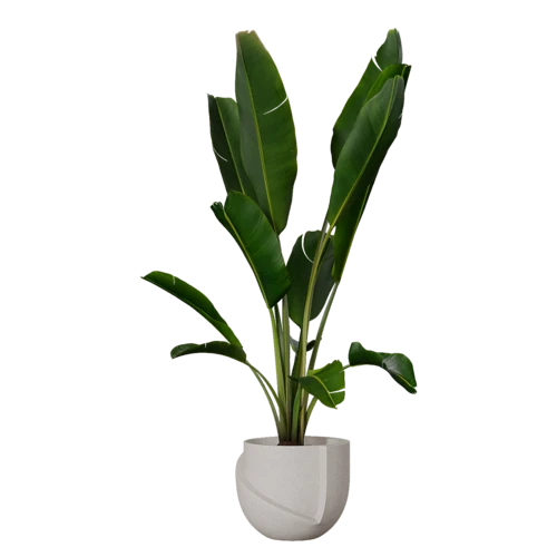 植物
