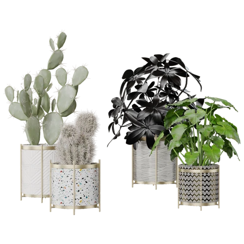 植物
