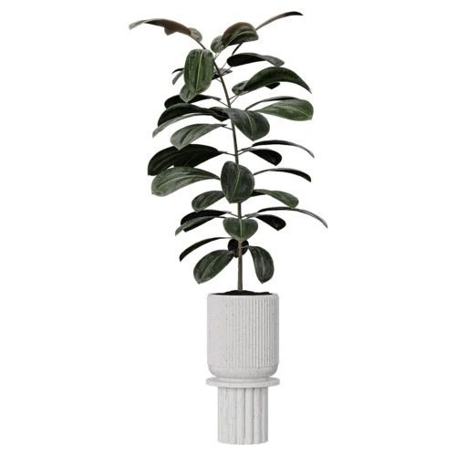 植物