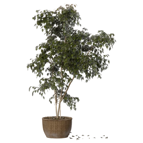 植物