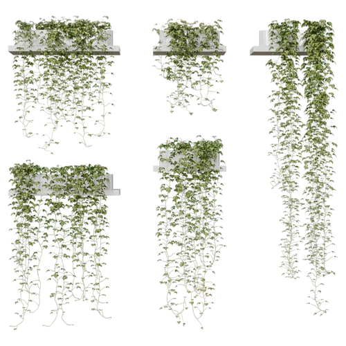 植物