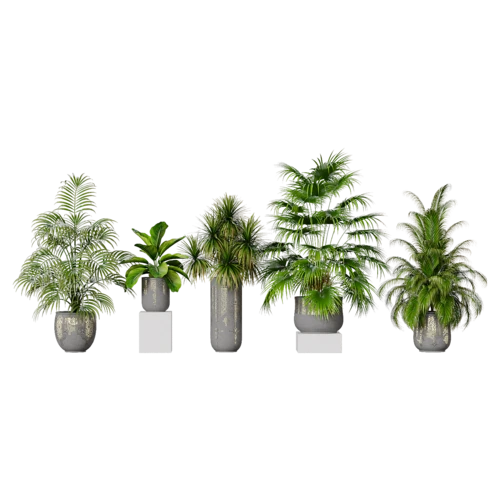 植物