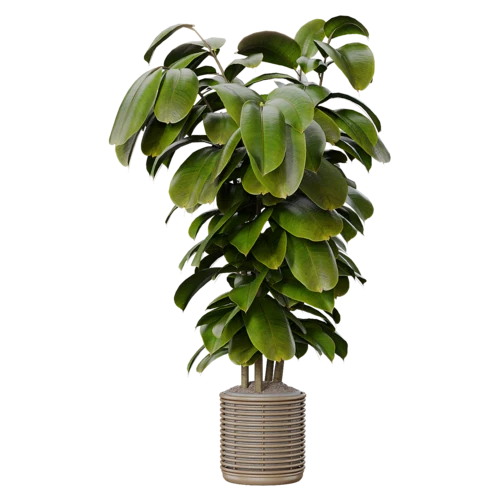植物