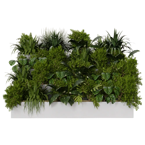 植物