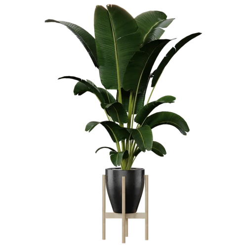 植物