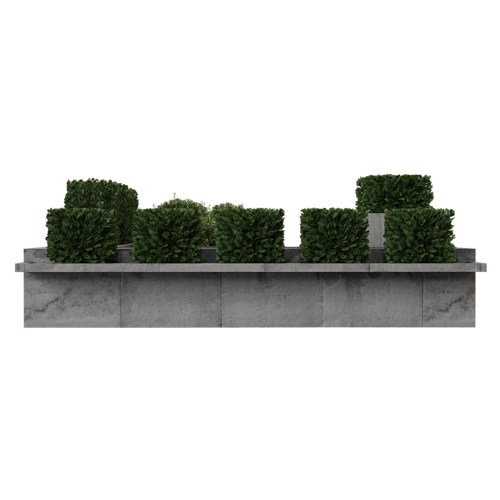 植物