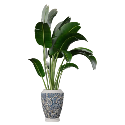 植物