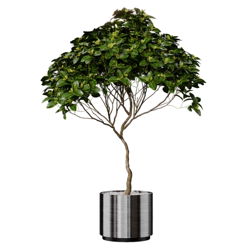 植物