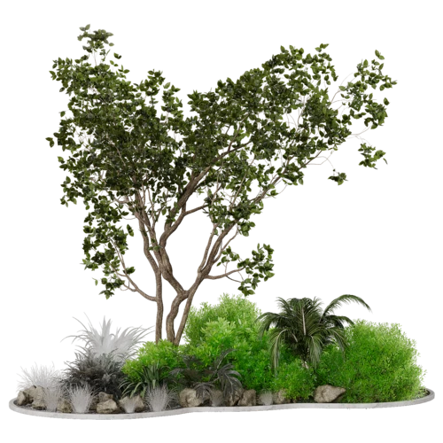 植物