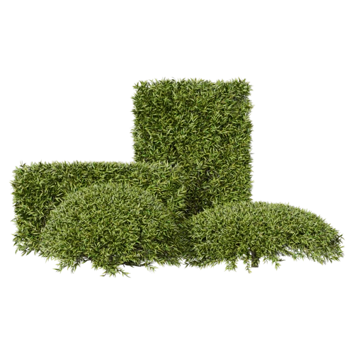 植物