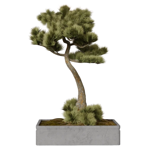 植物