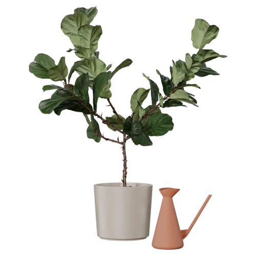 植物