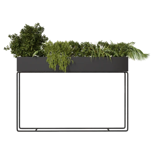 植物