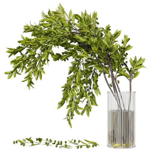 植物