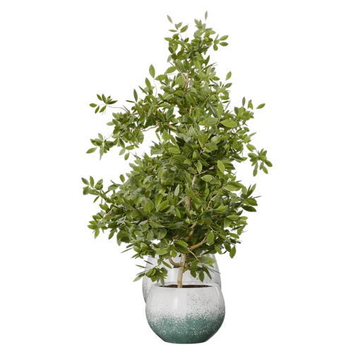 植物