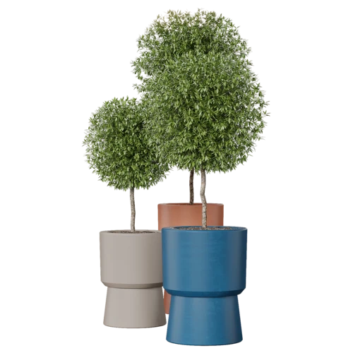 植物