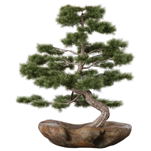 植物