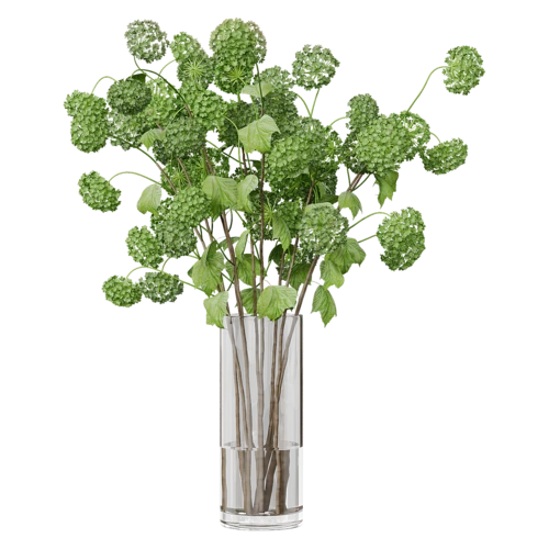 植物