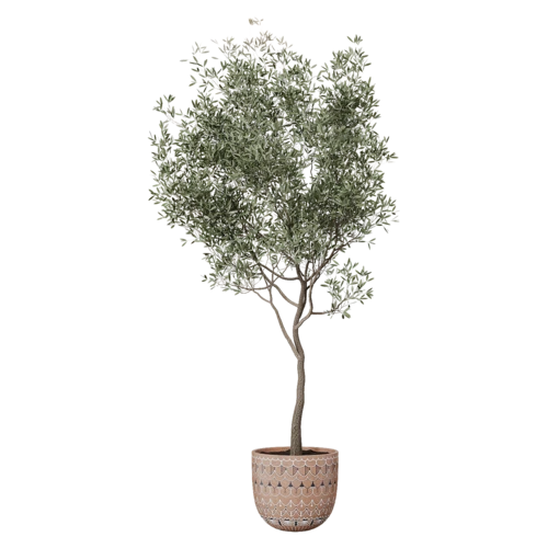植物