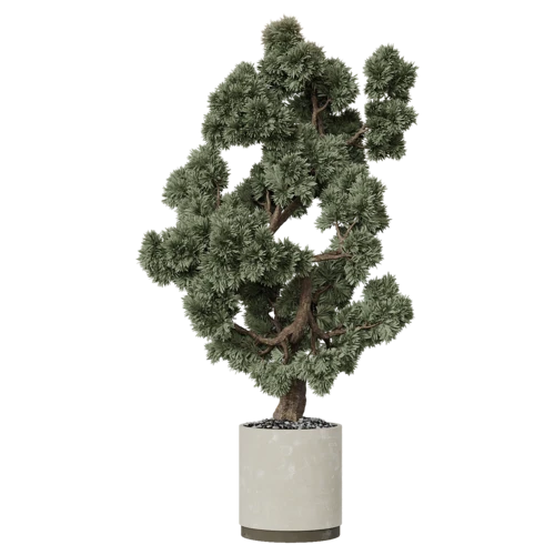 植物