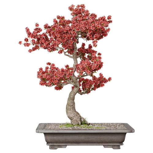 植物