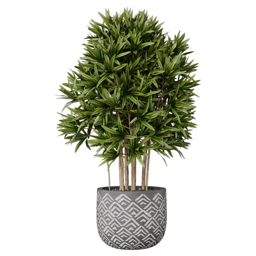 植物