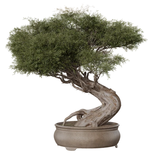 植物