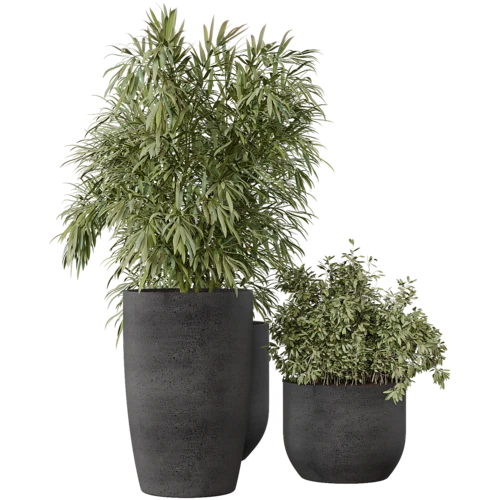 植物